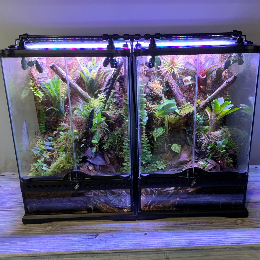 Creating a Vivarium - Step by Step: A Comprehensive Guide