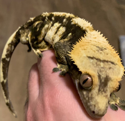 Crested Gecko Care - Bioactive