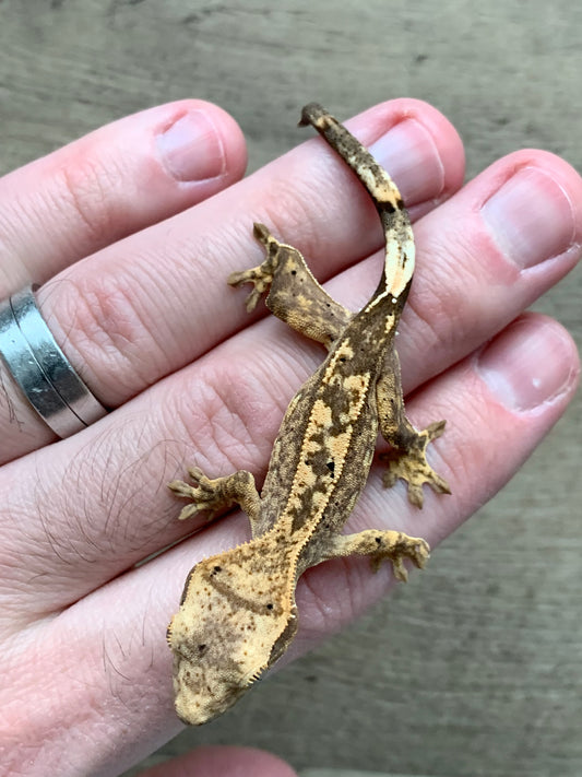 Crested gecko - juvenile