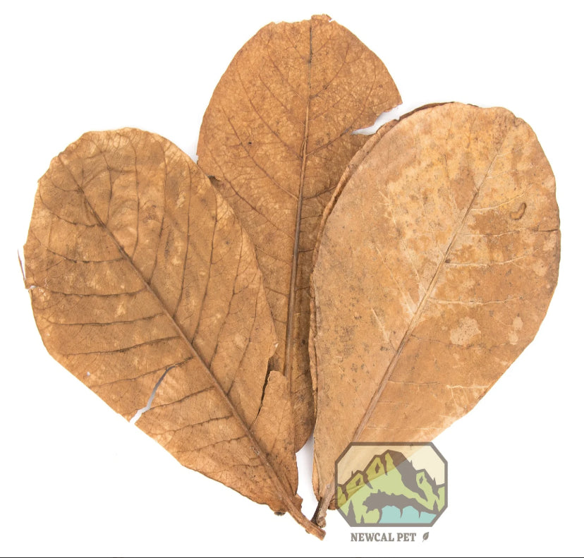 NewCal Indian Almond Leaf Litter - AAA Grade (10 pack)