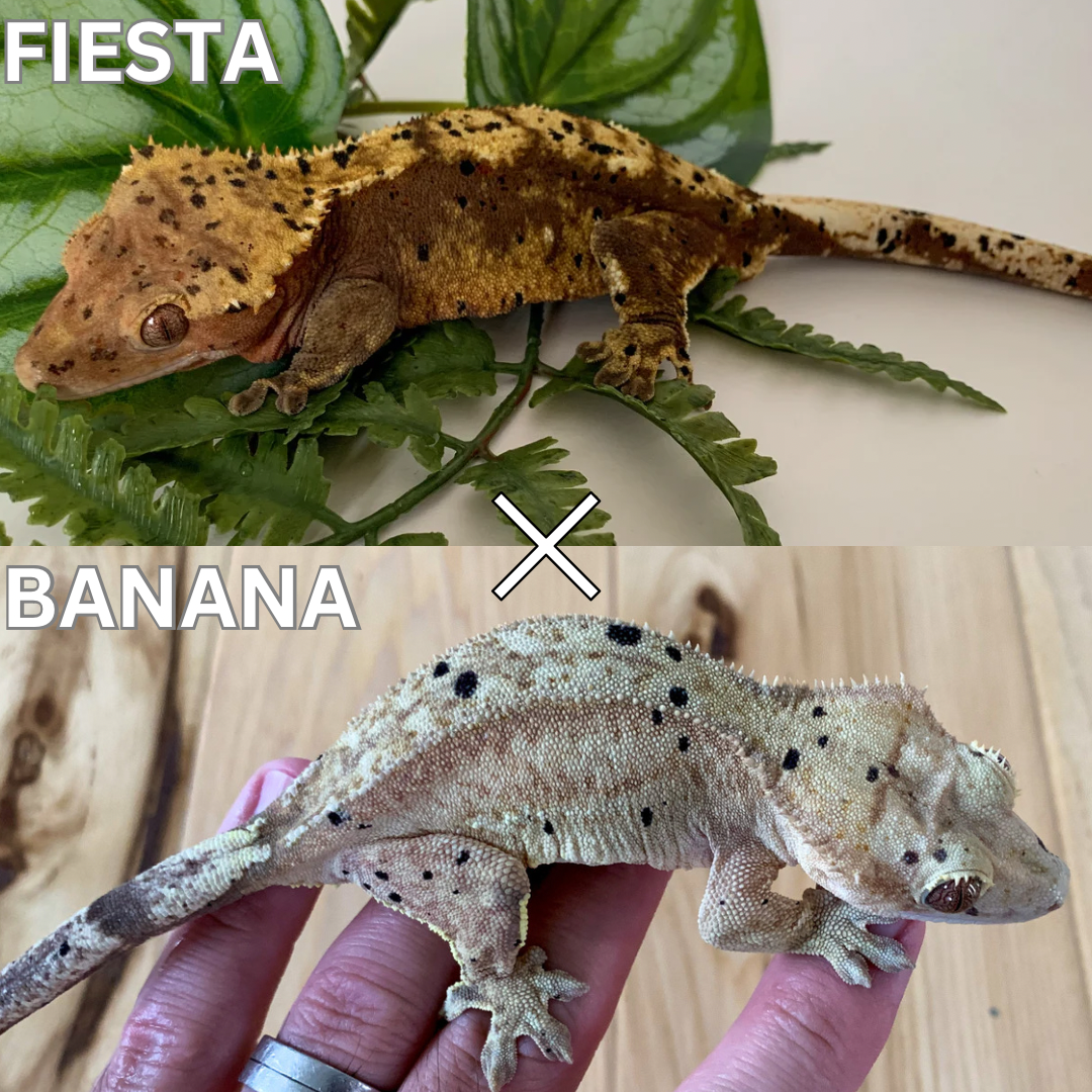 Crested gecko - juvenile